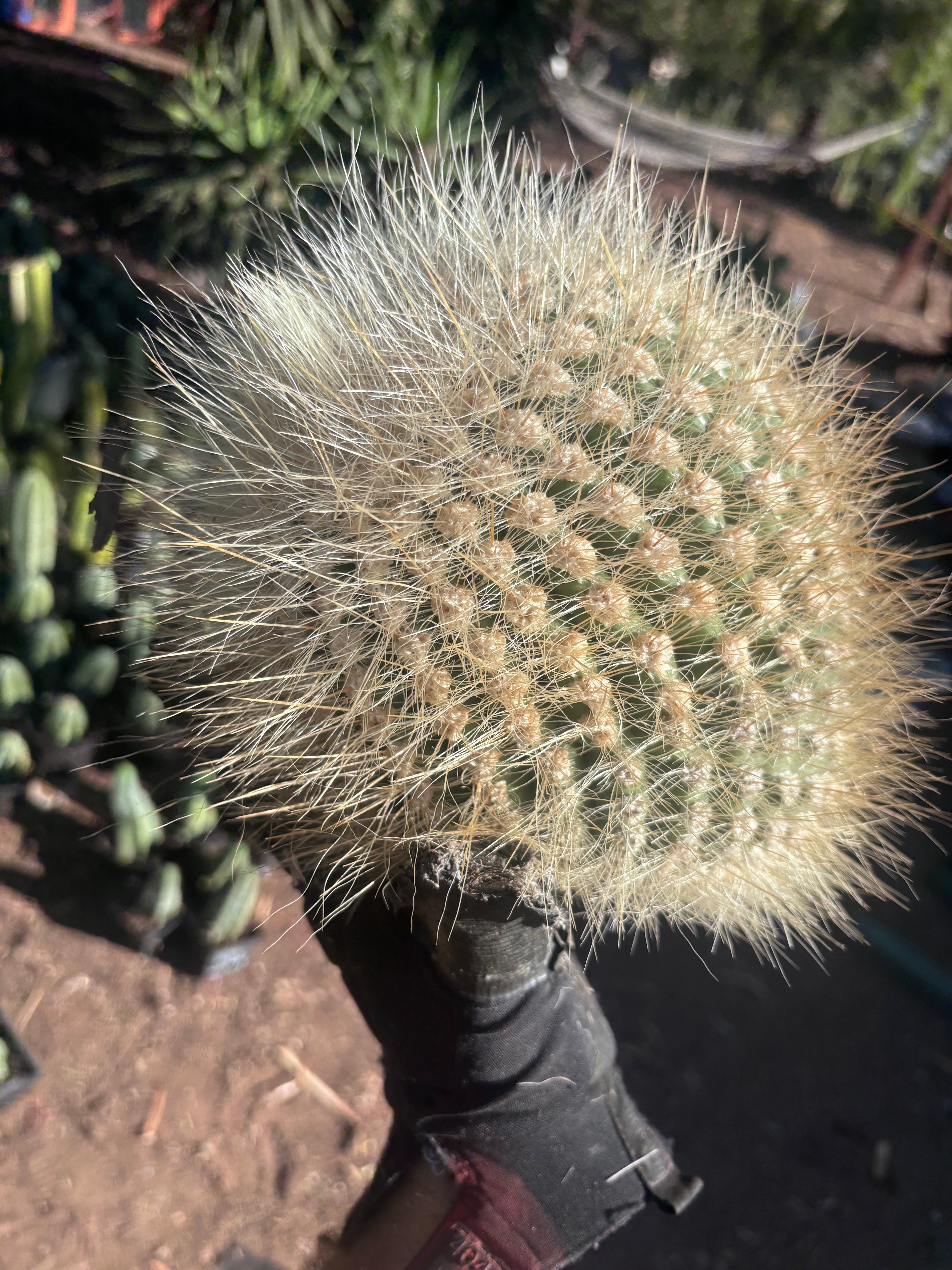 💎 T. Atacamensis — 10” x 8” Melon