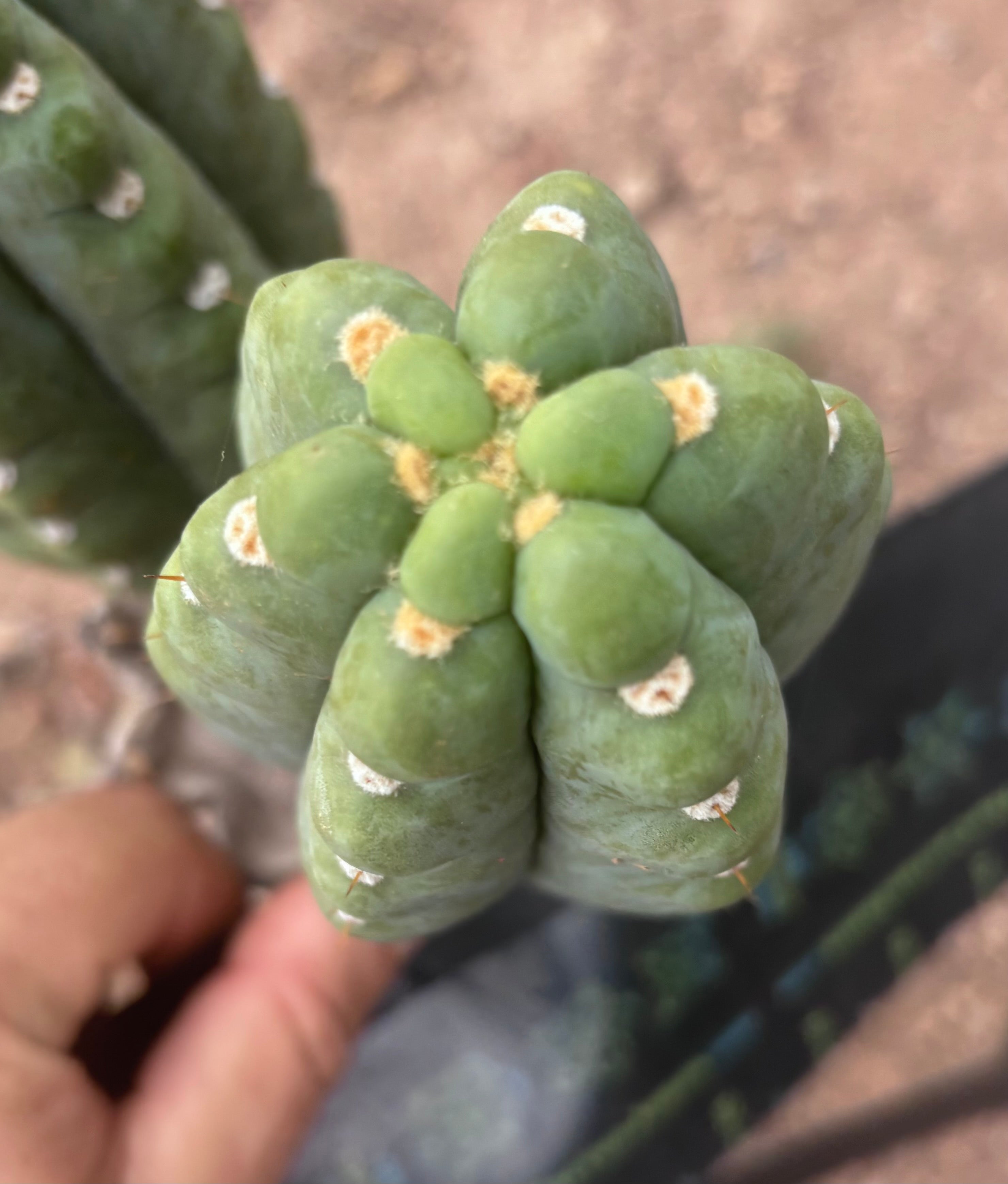 💎👑🌶️  Ichoca — 6” Grenade
