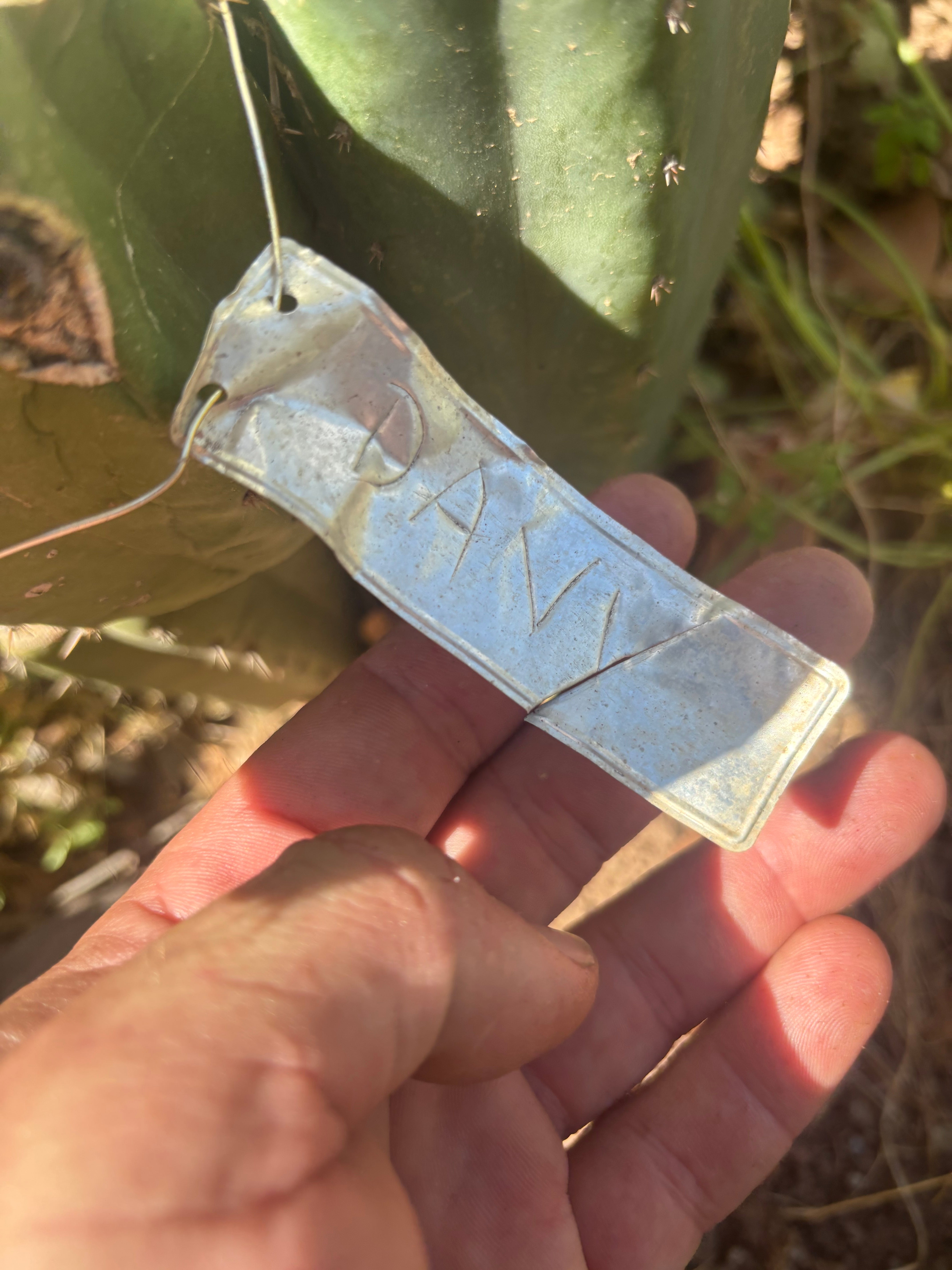 👑🌶️ Davy — XL 14” Tip