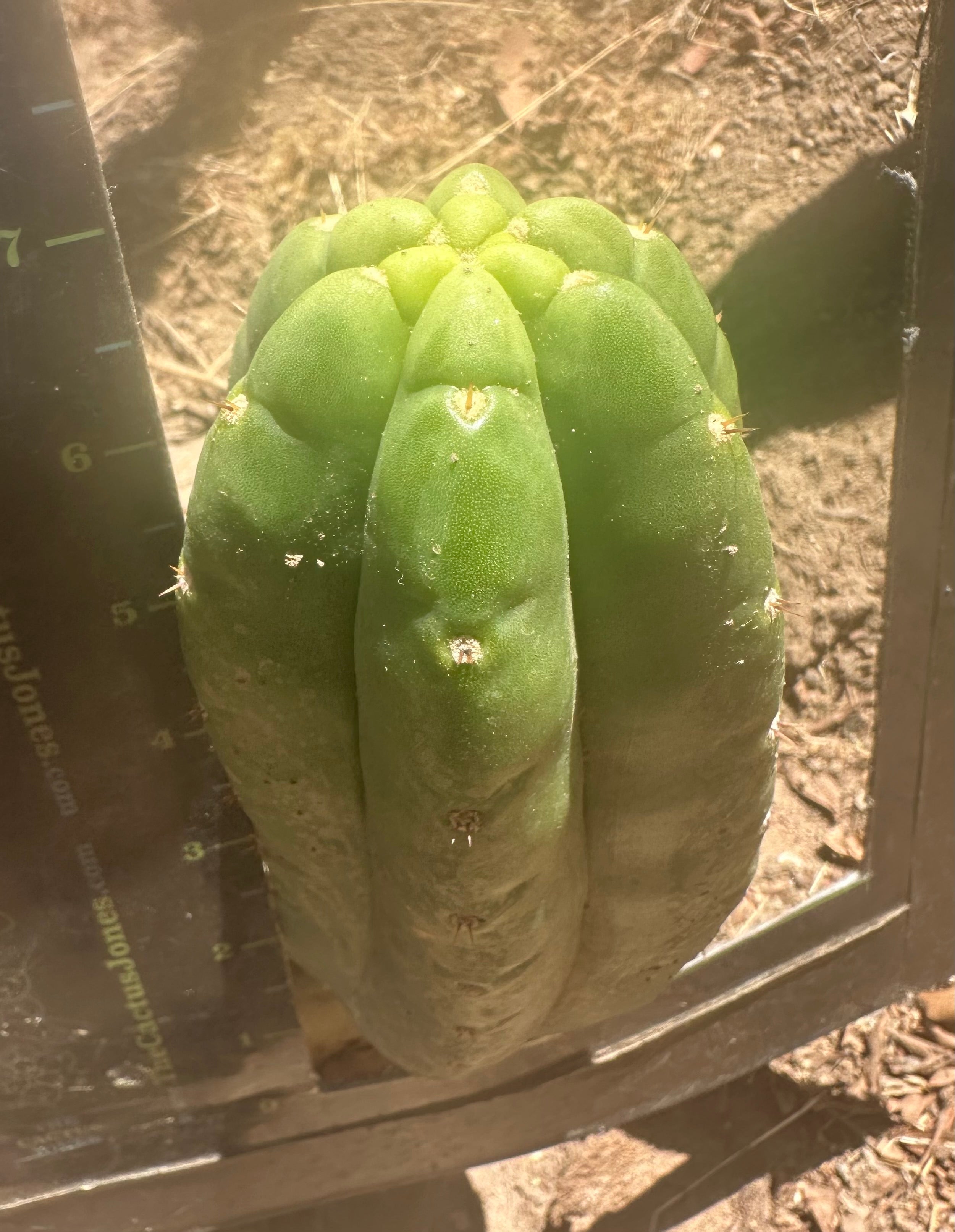 Custom Listing for A.Pogzeba