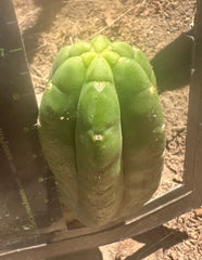 Custom Listing for A.Pogzeba