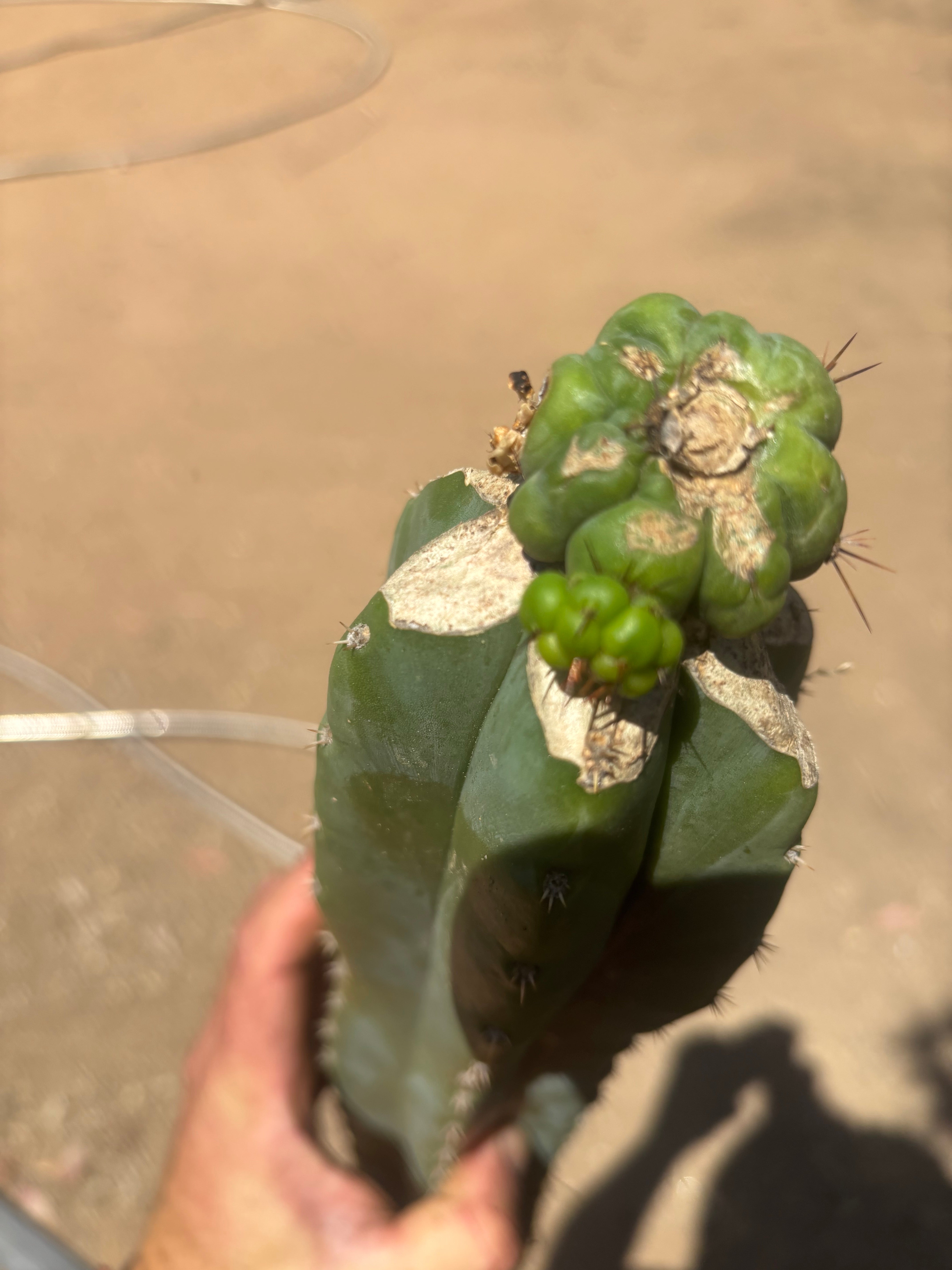 💎👑💎 Havran — XL Butt Graft w/ Pup
