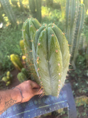 💎👑🌶️ Kimnach — Beefy 13” Pup