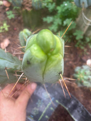 💎👑💎🌶️ Monster De Cota Cota — 8” Pup