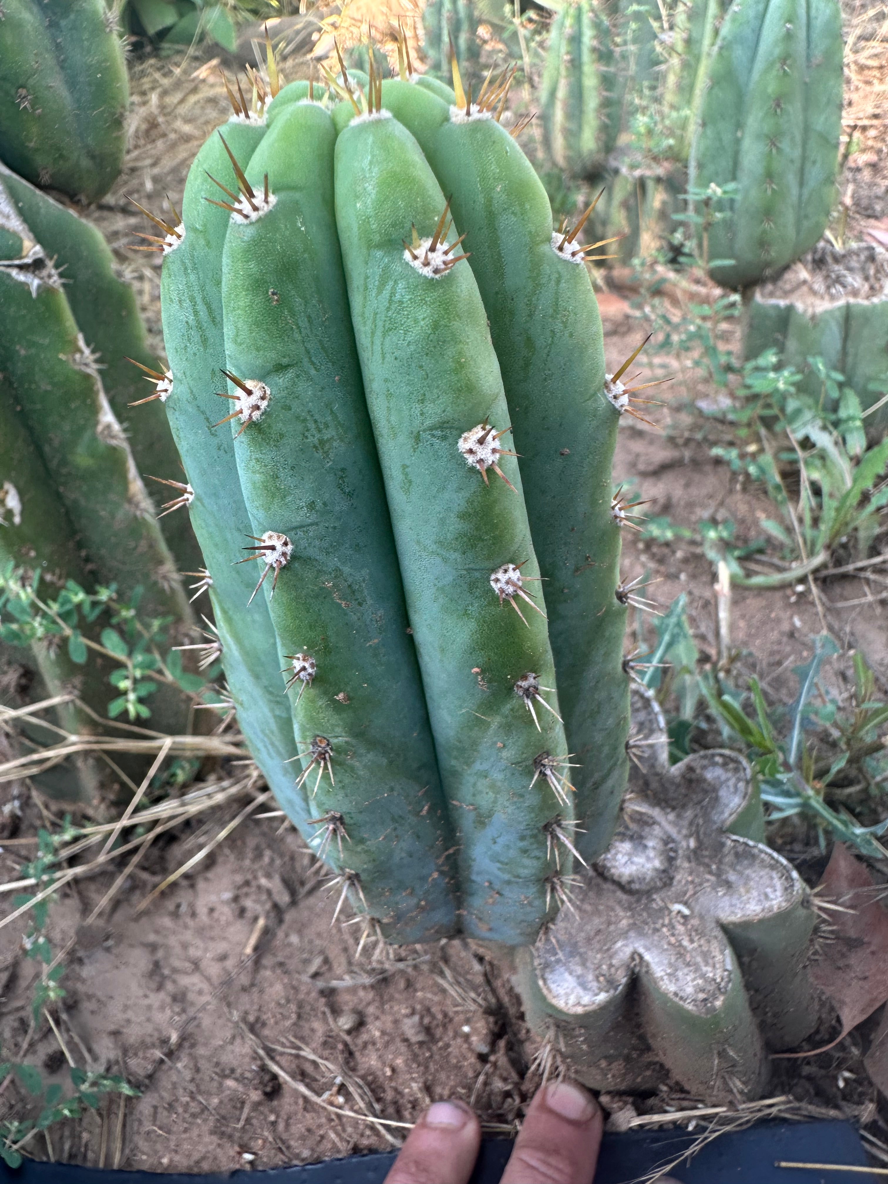 🌶️ JJOP — Fully Rooted Mid with 8” Pup
