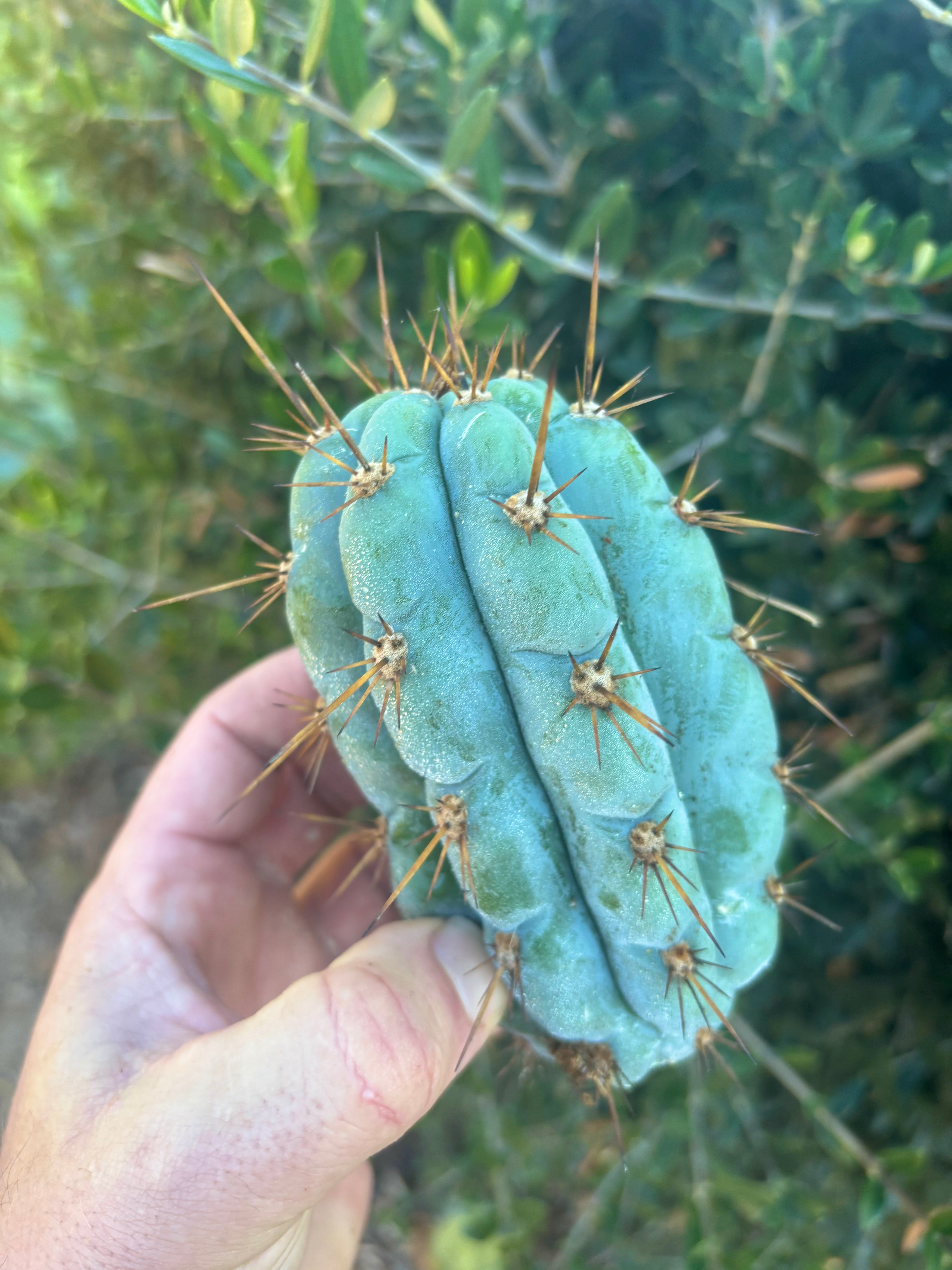 👑💎 Papa Smurf — 5” Pup