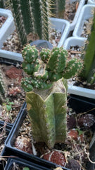 💎👑💎 King Stacker — Pup Graft on Rooted Pierre