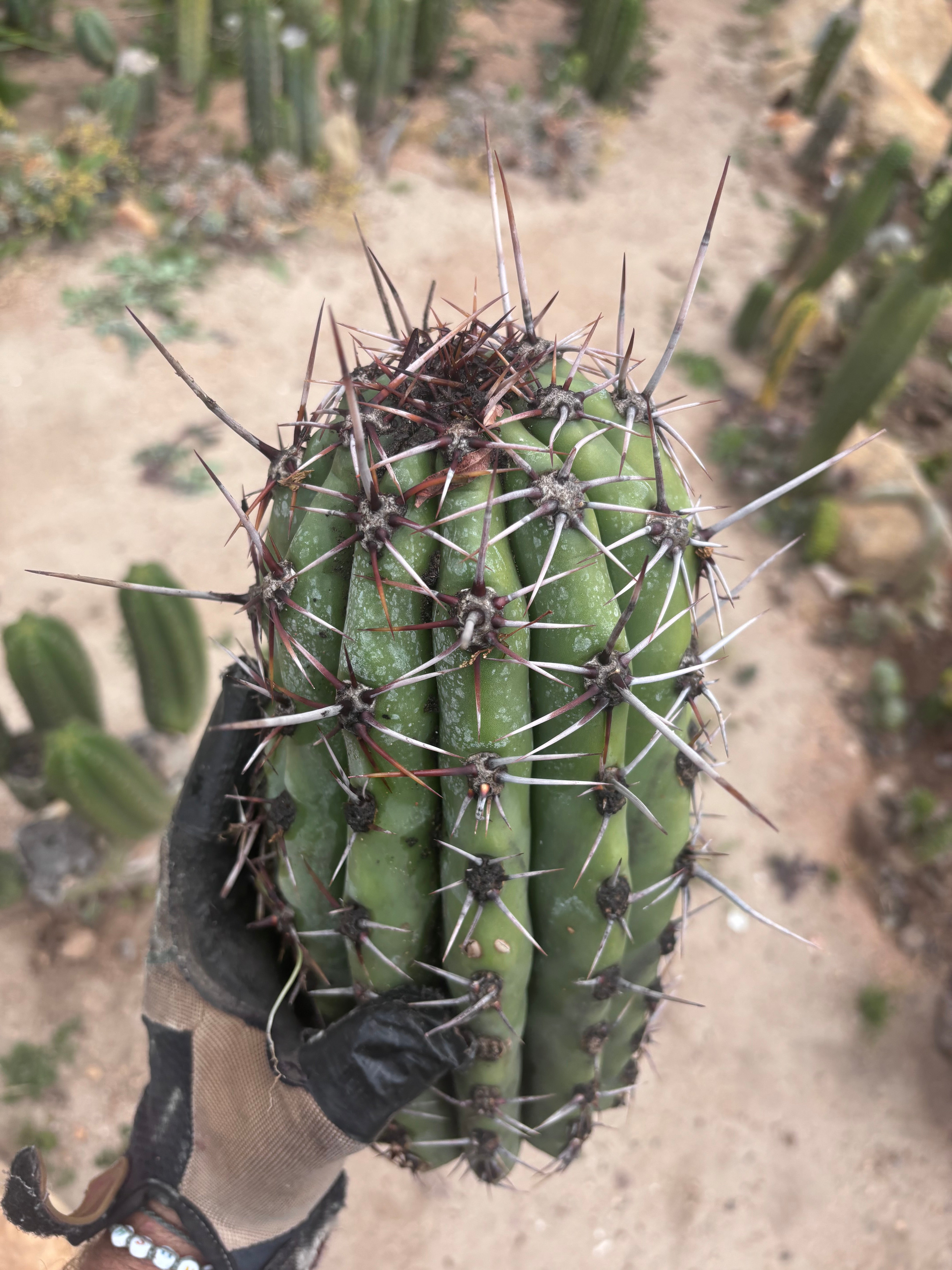 💎 Taquimbalensis — Massive Tip
