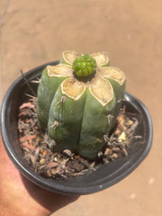💎👑💎 Havran — Pup Graft on Rooted Shine01