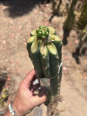 💎👑💎🌶️ CareBear — Fat Rooted Graft