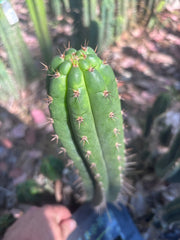 👑🌶️ Torres & Torres — 14” Pup
