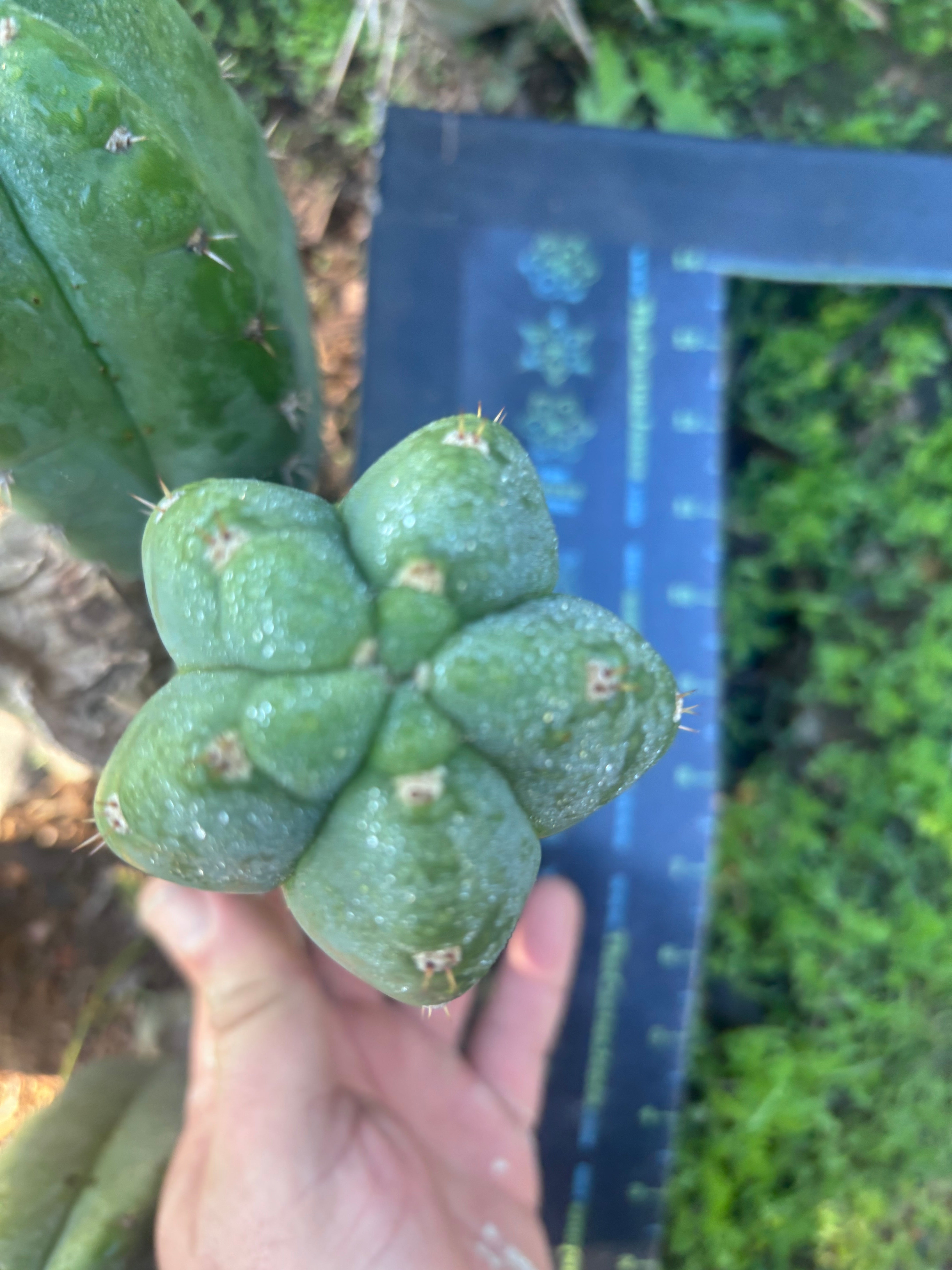 👑🌶️ Bob’s Colossus—  Chonky 6” Grenade