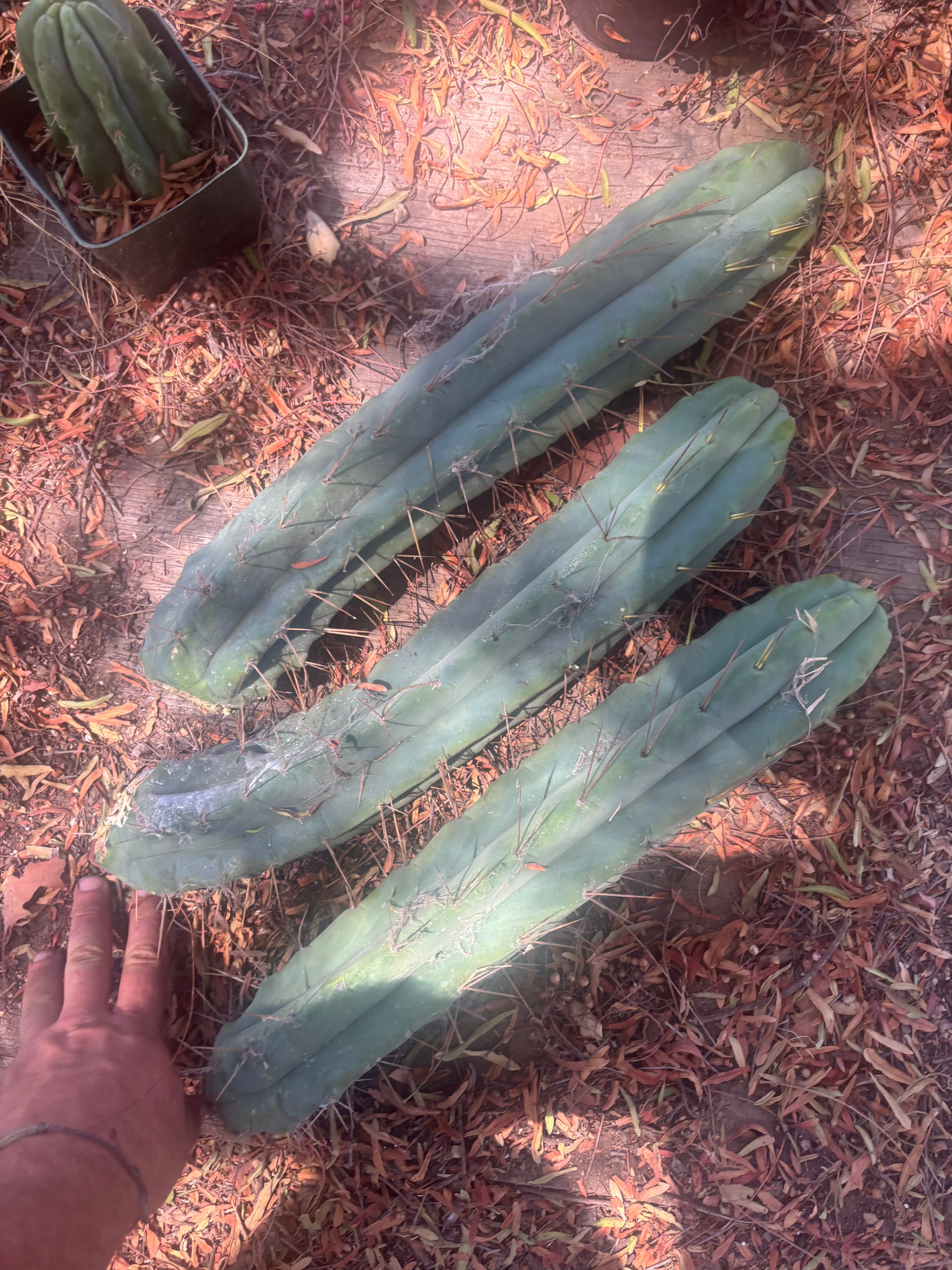 👑🌶️🌶️ Eileen — XL 16” Pups — 3 Identical in Stock