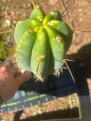 🌶️🌶️⚠️ E.R. — Chonky 9” Pup