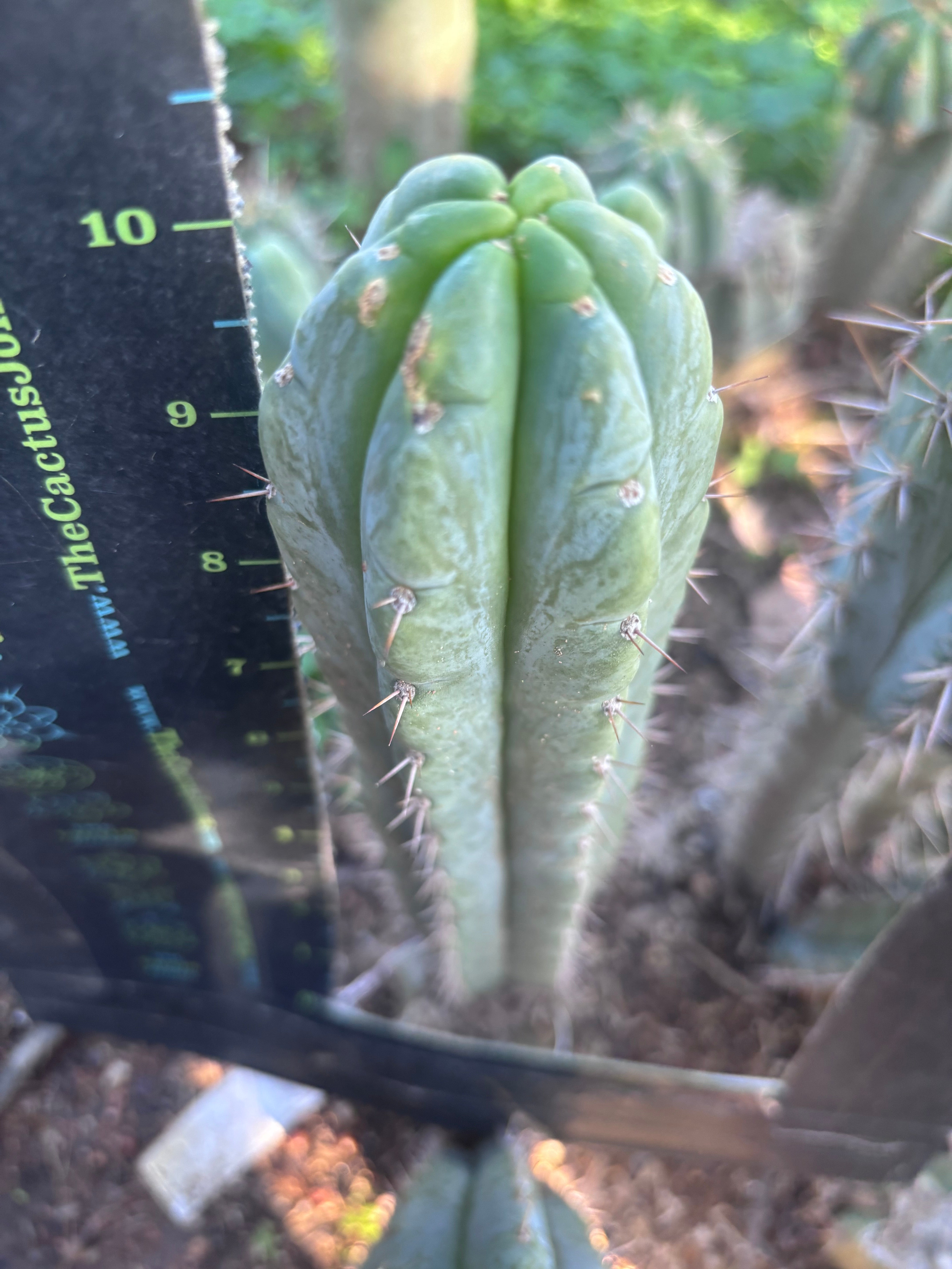 💎👑🌶️🌶️ Austy’s Bomb — 10” Pup