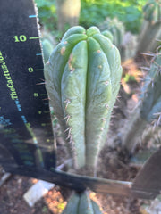 💎👑🌶️🌶️ Austy’s Bomb — 10” Pup