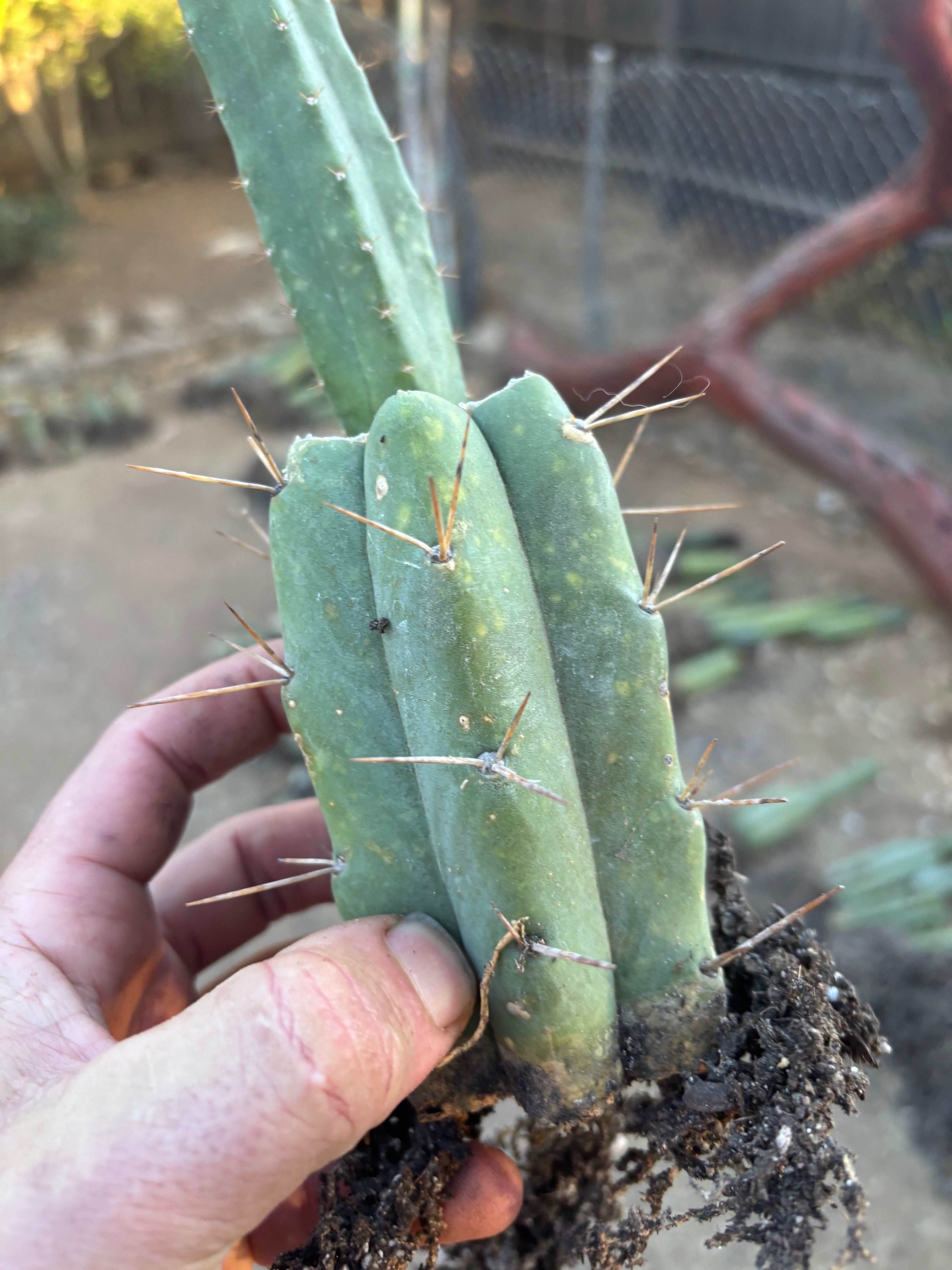 👑🌶️🌶️ SS02 — Rooted Mid w/Pup