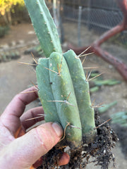 👑🌶️🌶️ SS02 — Rooted Mid w/Pup