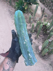 👑🌶️🌶️  Jiimz Twin — 14” Tip