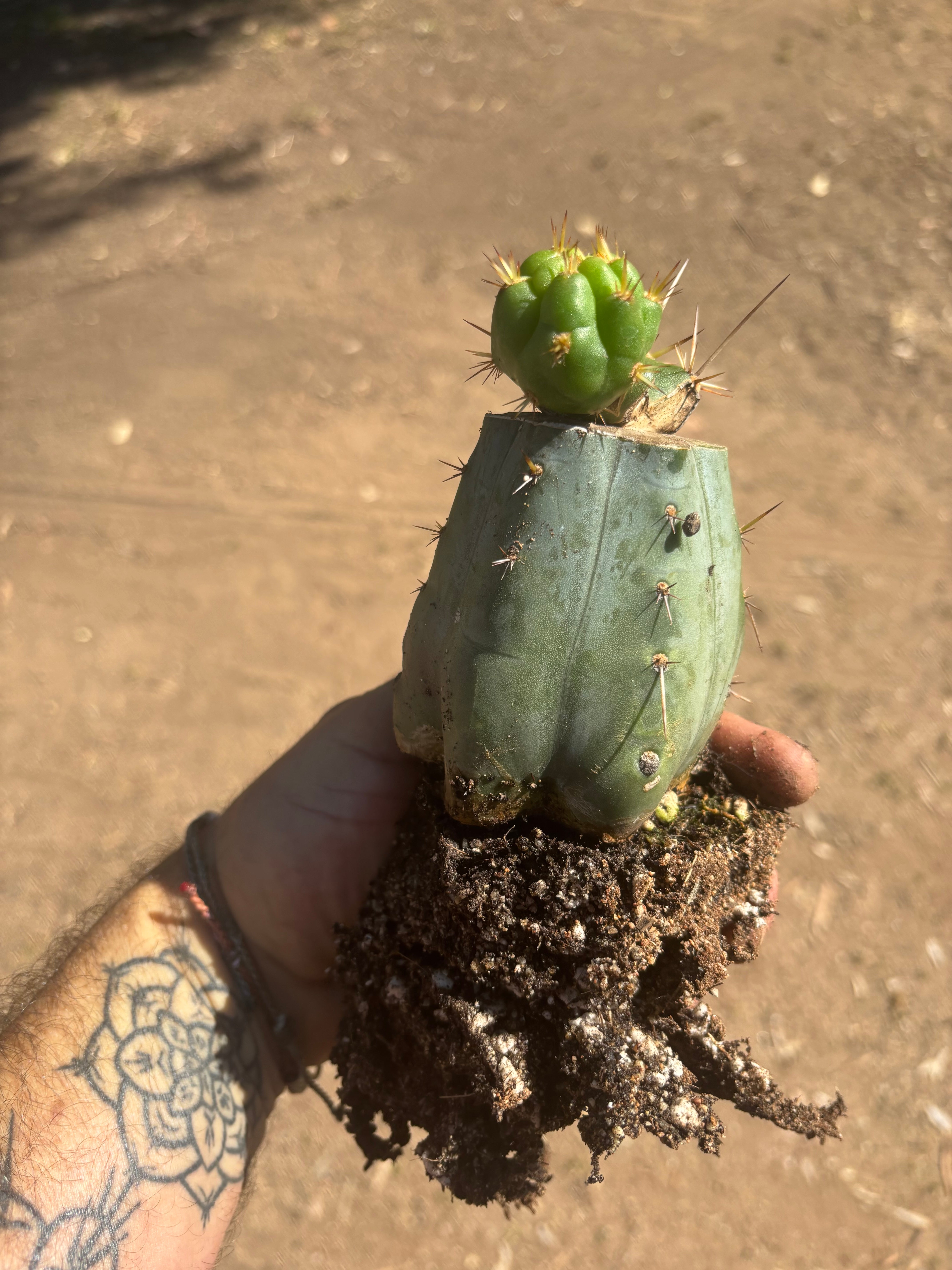 💎👑💎 Tulhuay — Rare Magenta Flower — Pupping Rooted Graft