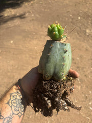 💎👑💎 Tulhuay — Rare Magenta Flower — Pupping Rooted Graft
