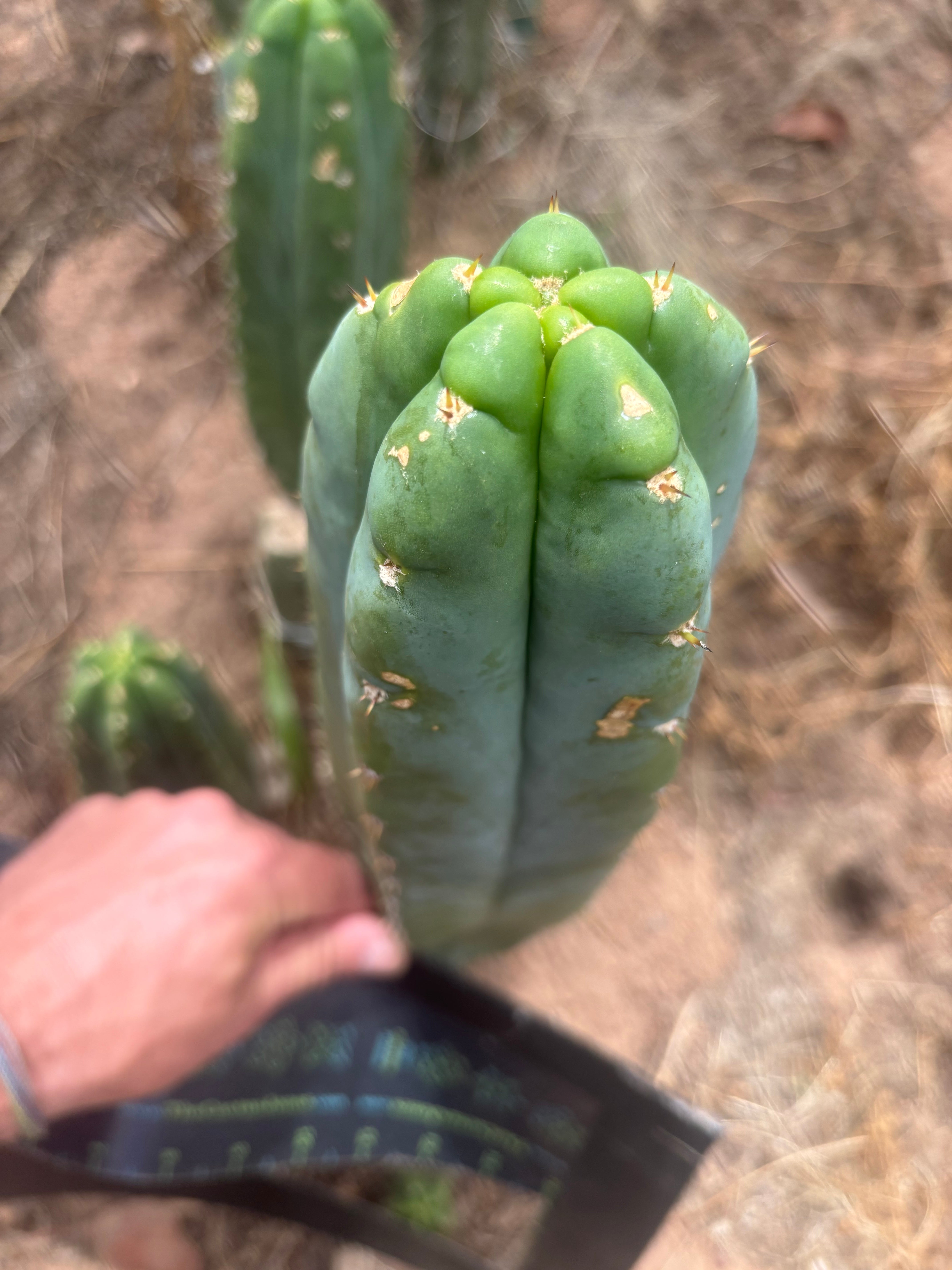 💎👑🌶️ Bob’s Colossus — Beefy 10” Tip