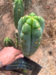 💎👑🌶️ Bob’s Colossus — Beefy 10” Tip