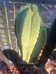 👑💎 Aussie Scop — 14” Tip