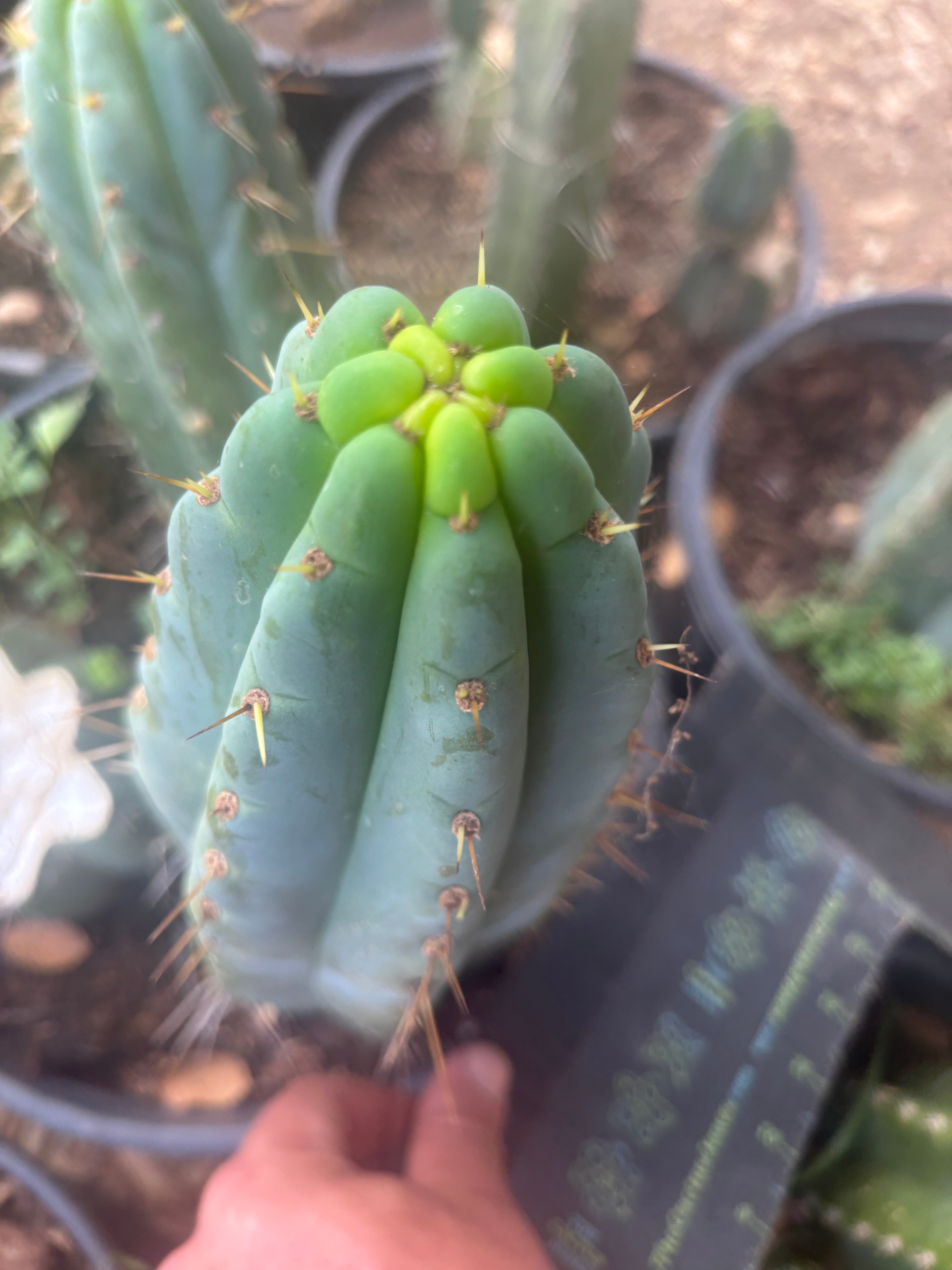 💎🌶️🌶️ NOM — 8.5” Tip