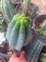💎🌶️🌶️ NOM — 8.5” Tip