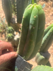 💎👑🌶️ LMP — 7” Tip