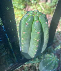 👑🌶️ The Field’s Pachanoi — Fat Pup