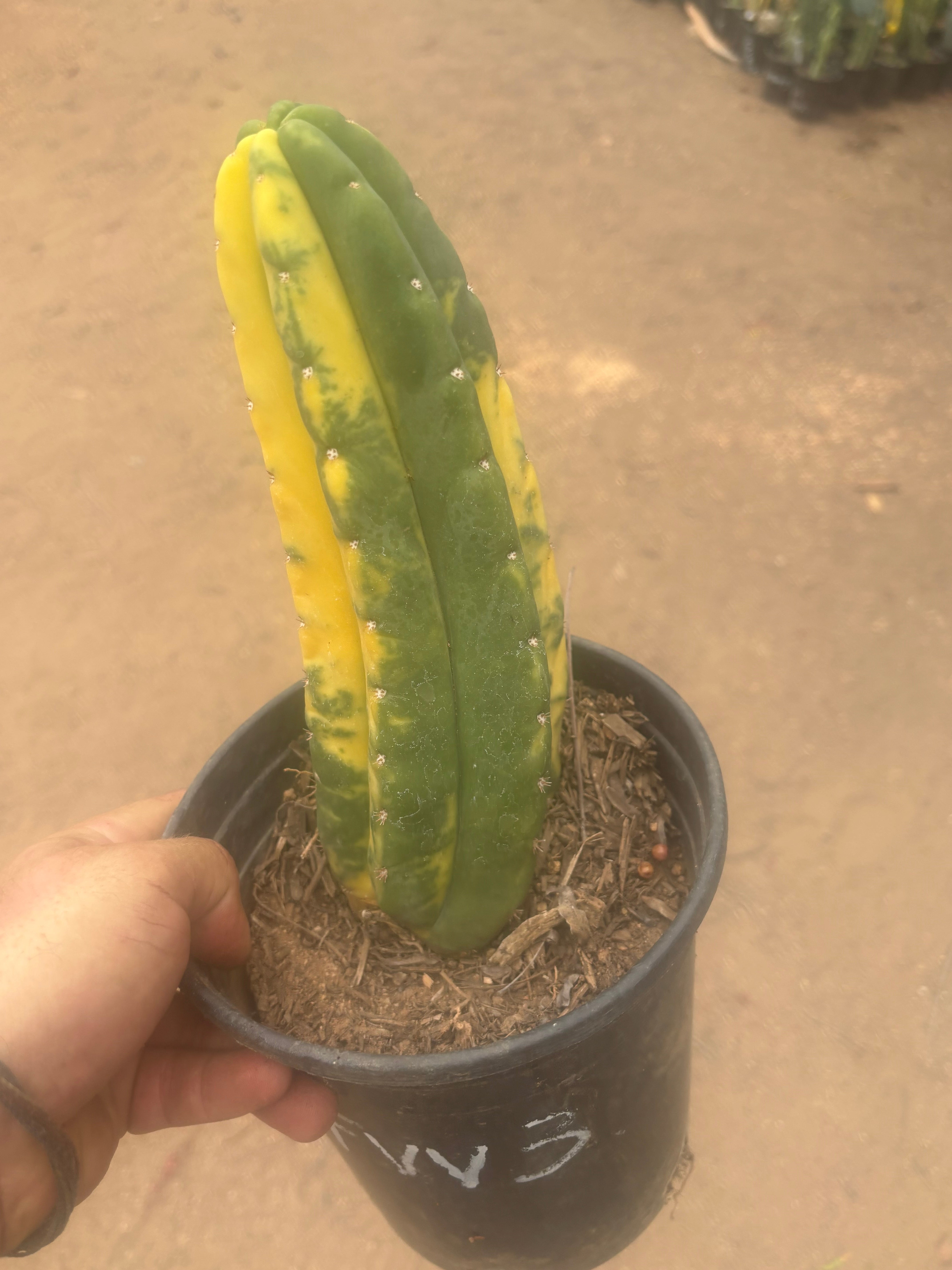 💎🔰💎💎 FVV3  — Fully Rooted 8” Pup