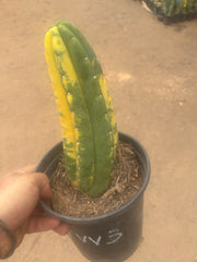 💎🔰💎💎 FVV3  — Fully Rooted 8” Pup