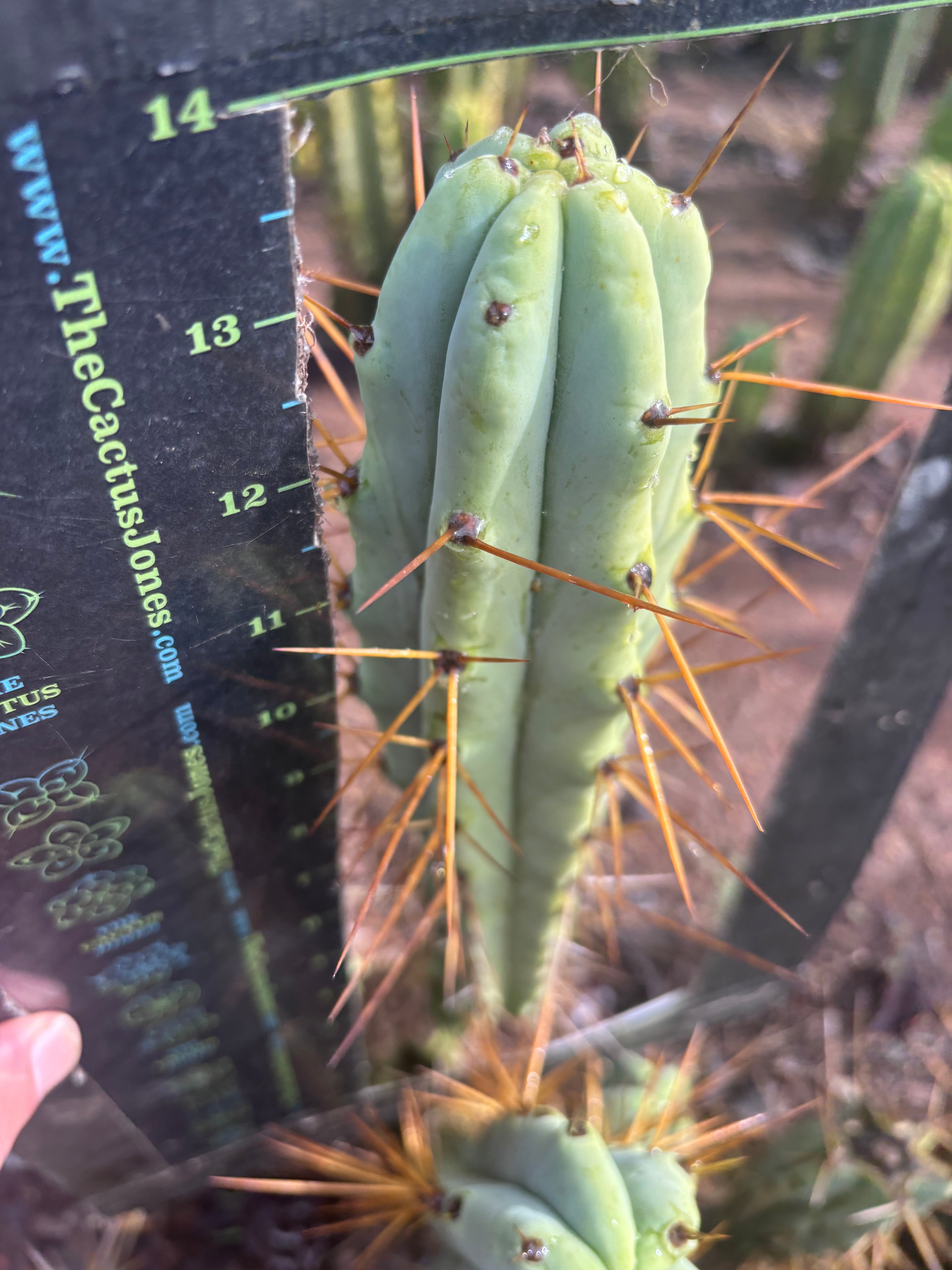 👑🌶️ Medicine Man — 14” Tip