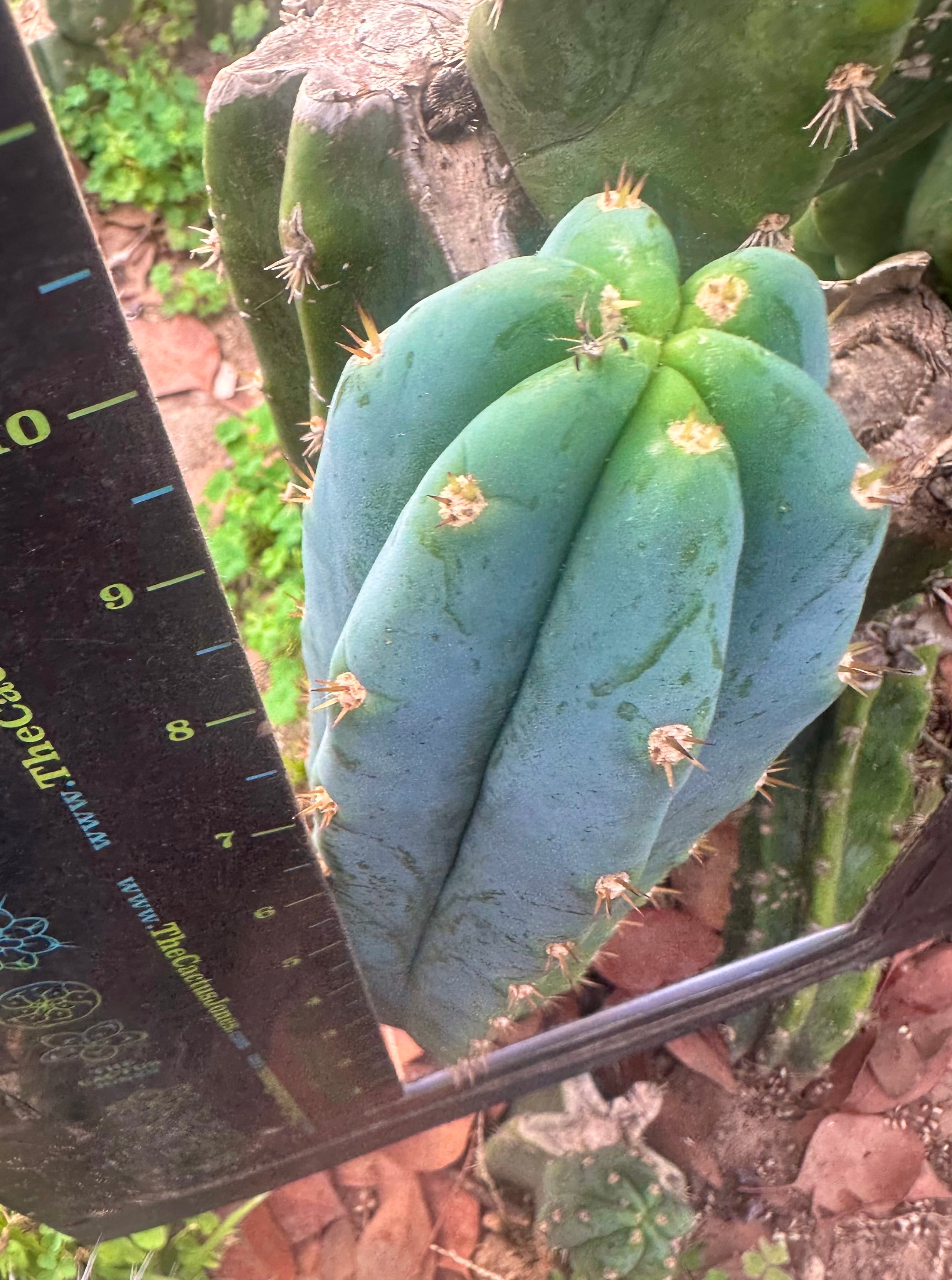 Sharxx Blue x Scop — Glowing 10” Tips