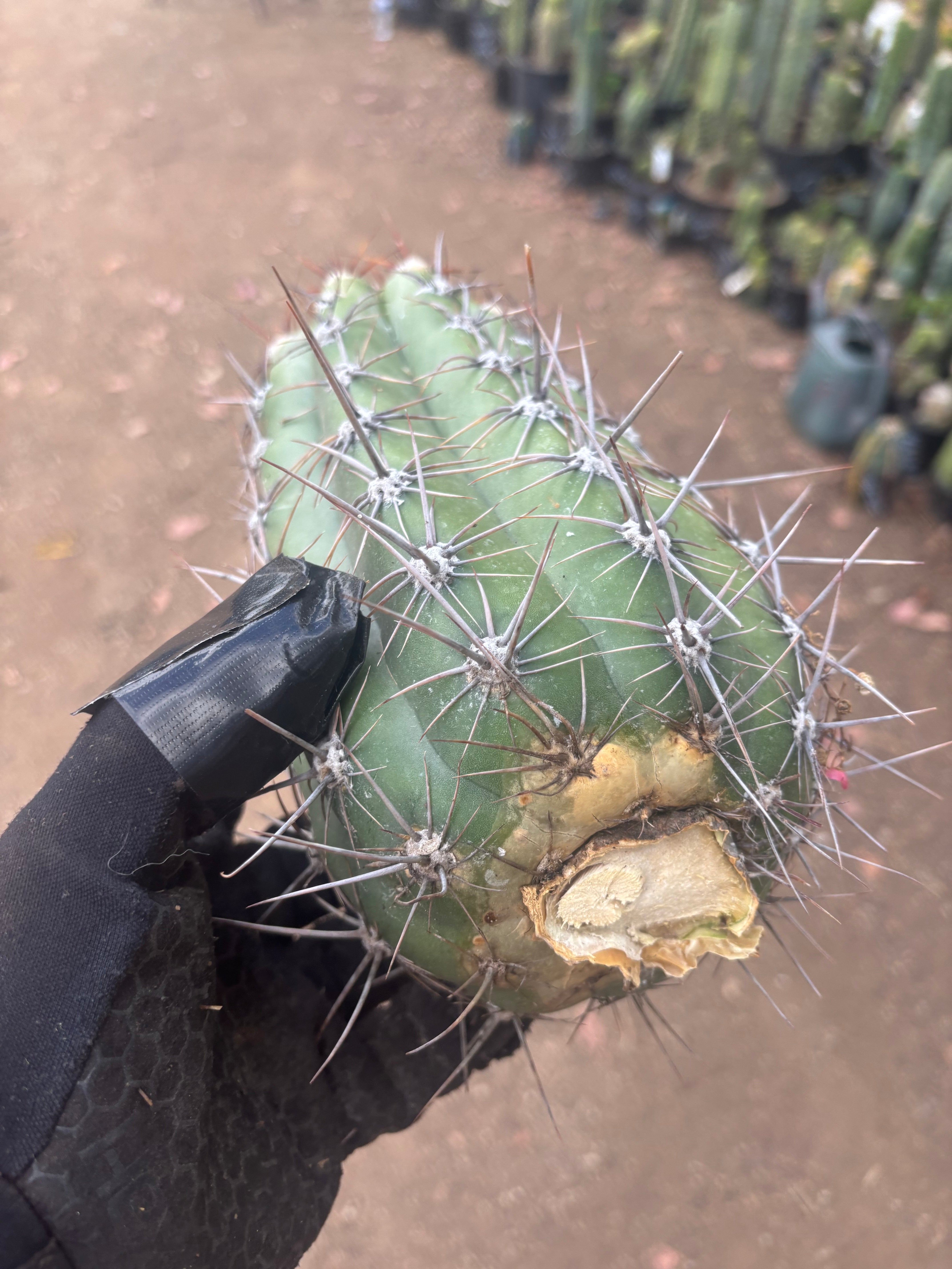 💎⚔️ Taquimbalensis — FAT 10” Pup