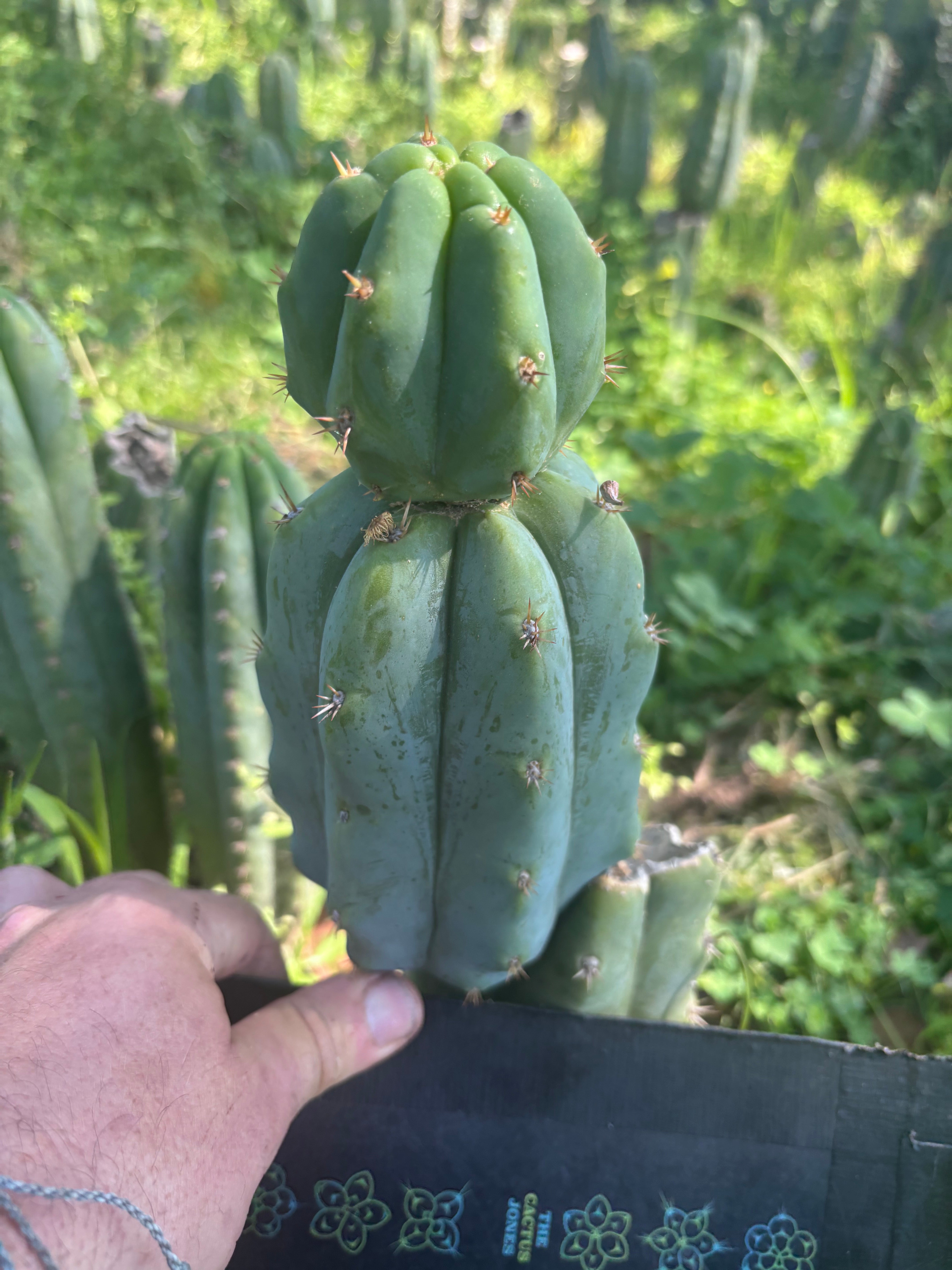 🌶️🌶️ NoidTwo — 8” Stacker Pup