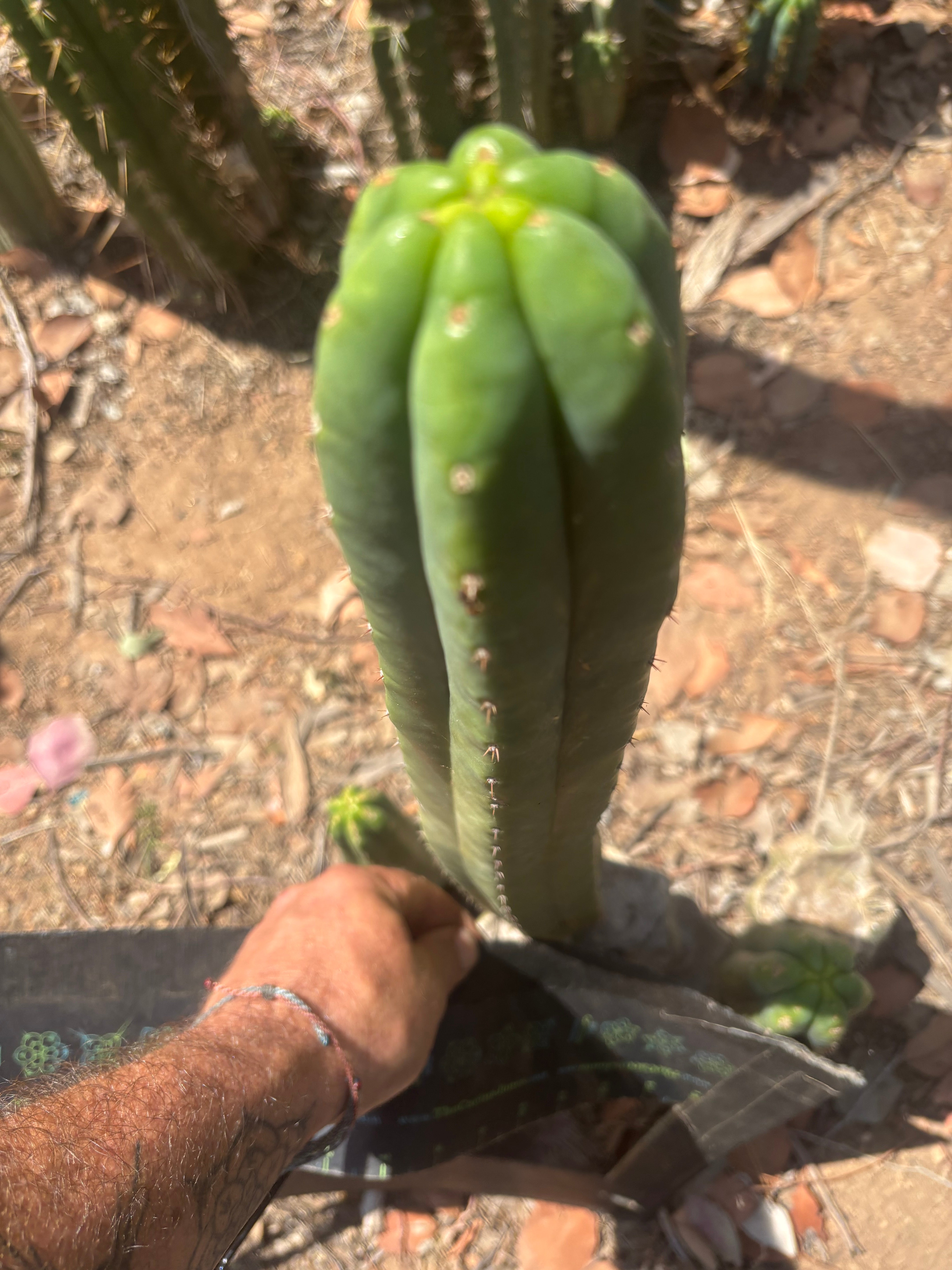👑🌶️🌶️ Ogun — 14” Tip