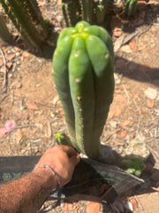 👑🌶️🌶️ Ogun — 14” Tip