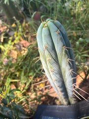 👑🌶️ Bluejones  — 8” Tip