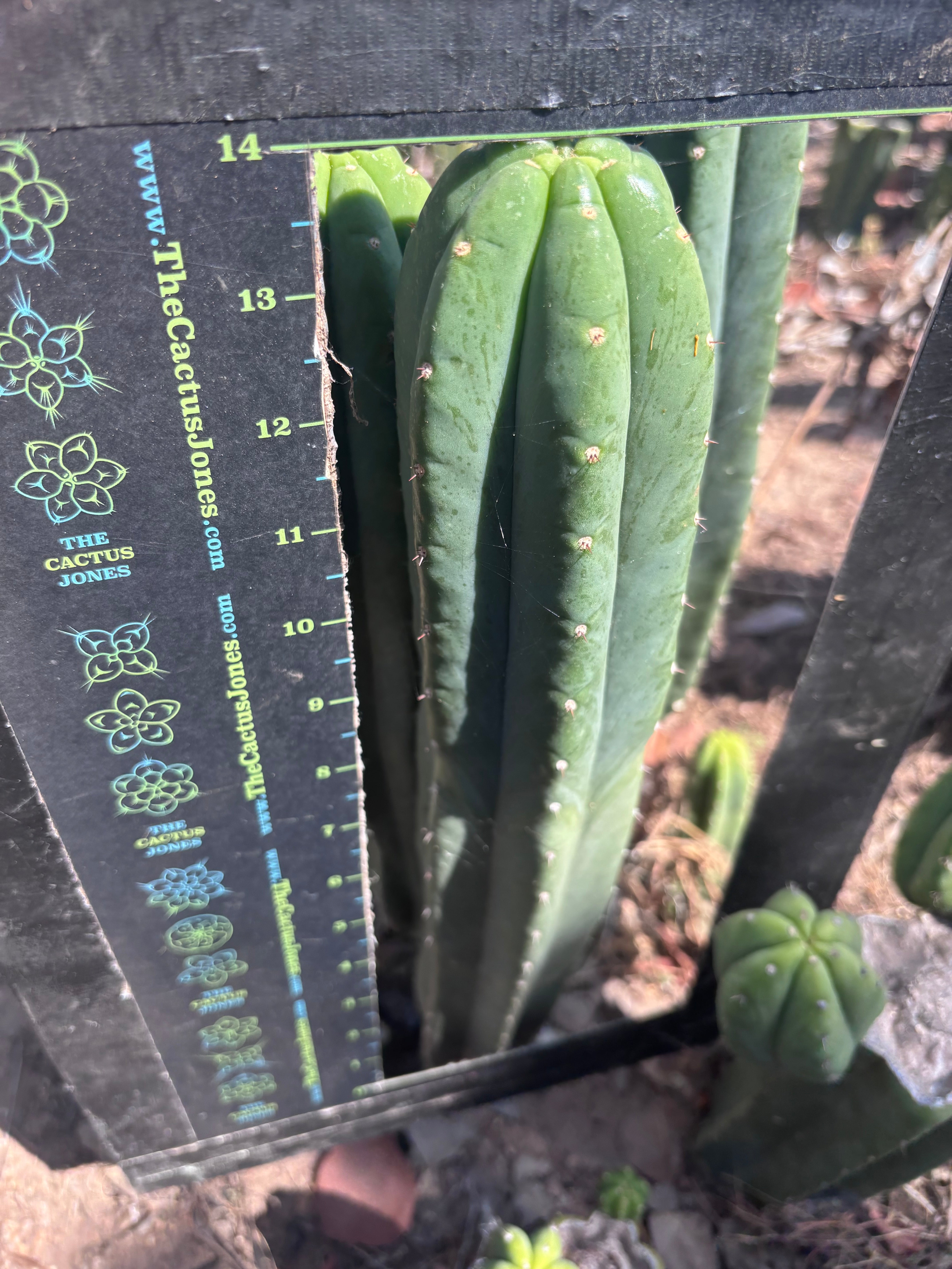 👑🌶️ Hugh — XL 14” Tip