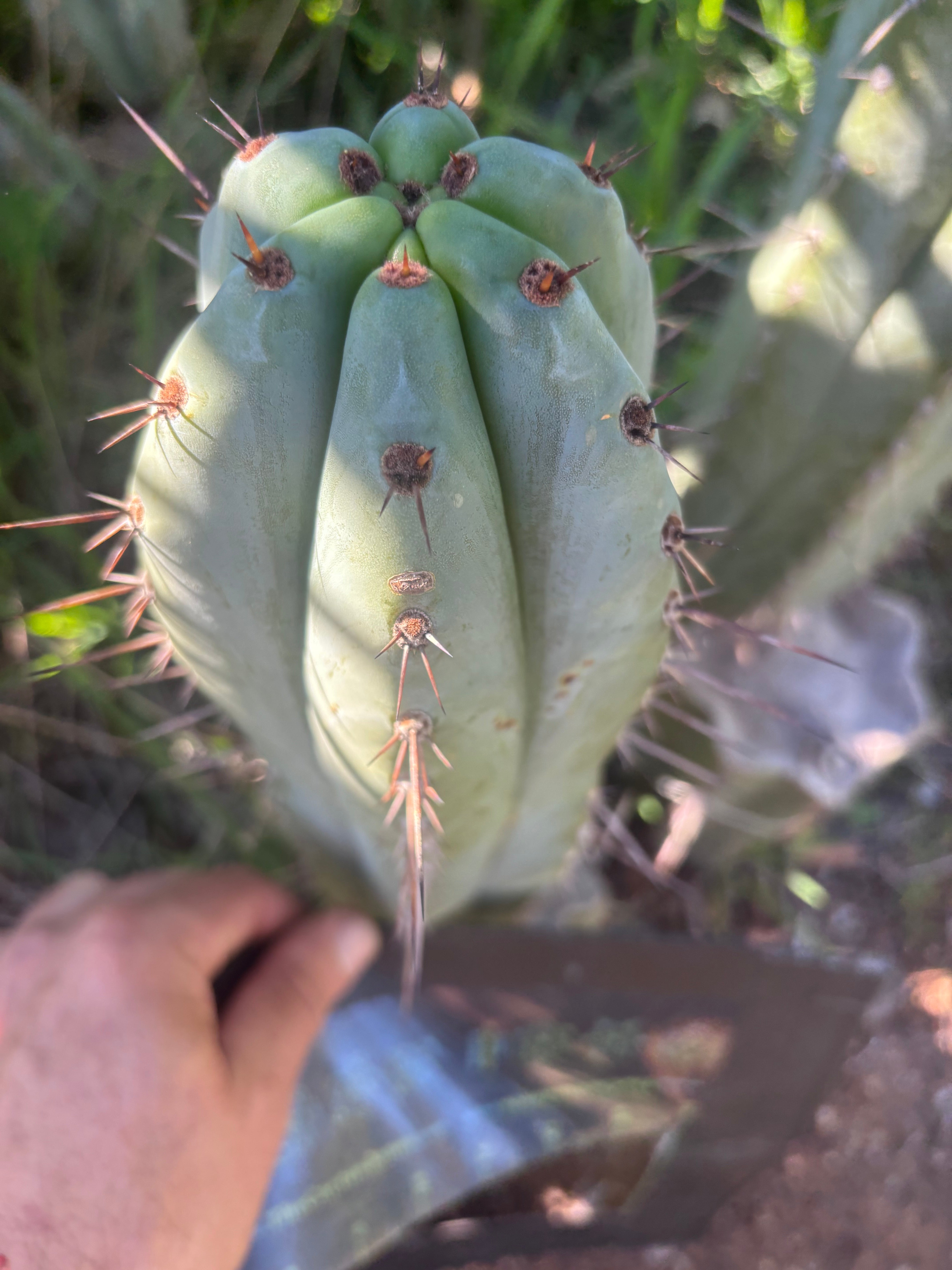 💎👑💎 Tulhuayacensis — Fat 9” Tip