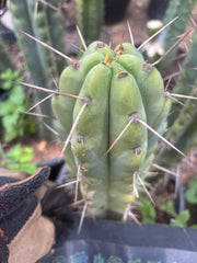 💎🌶️🌶️ NOM — 8.5” Tip