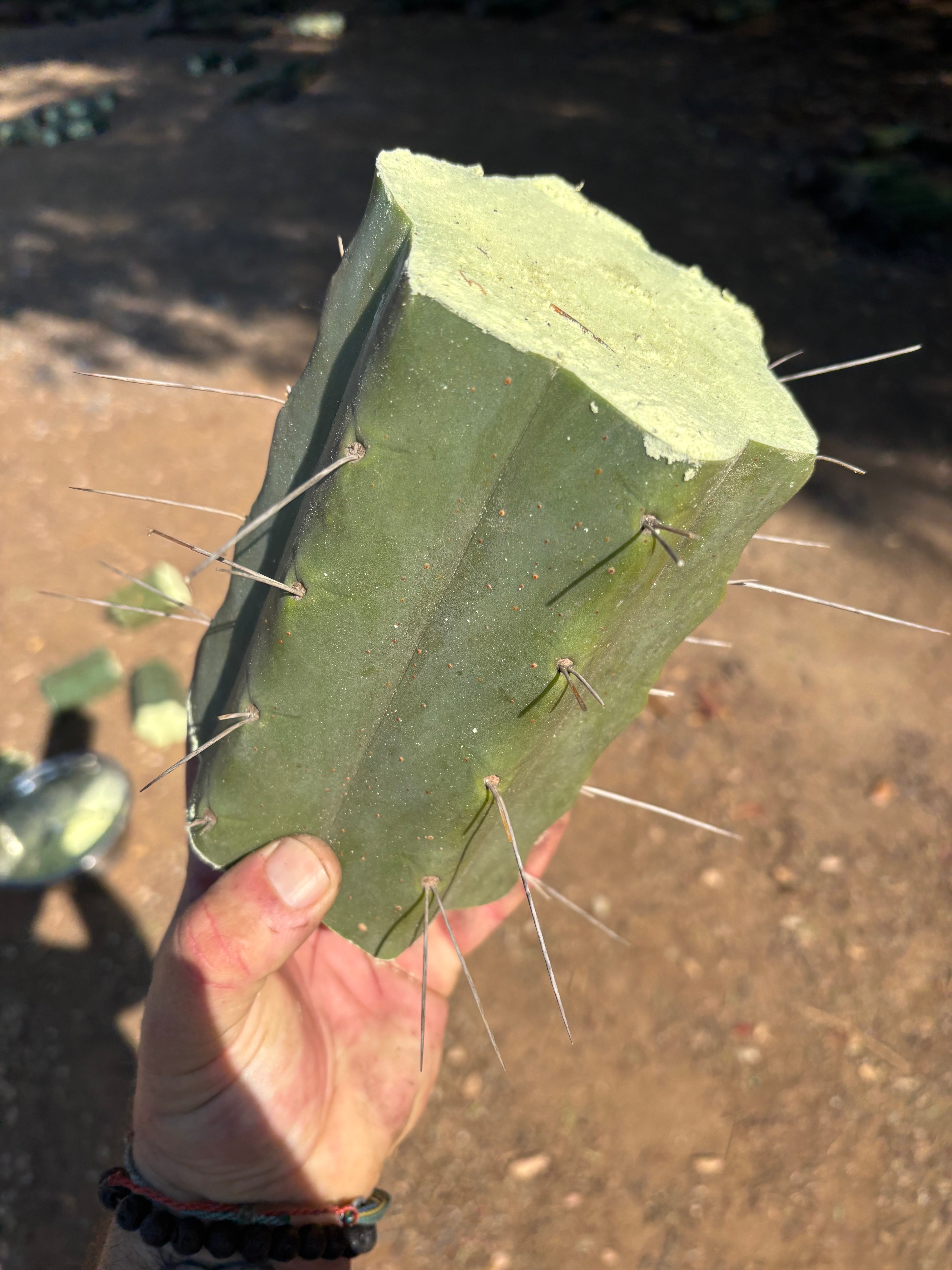 👑🌶️🌶️ Eileen — 7” Mega Mids