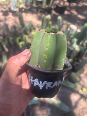 💎👑💎 Havran — Pup Graft on Rooted Pierre