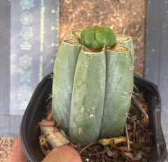 💎👑💎 Havran — Pup Graft on Rooted Shine01