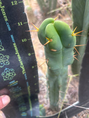 👑🌶️  Mel — 11” Tip