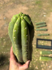 💎👑🌶️ Tom Juuls Giant  — XL 15” Tip