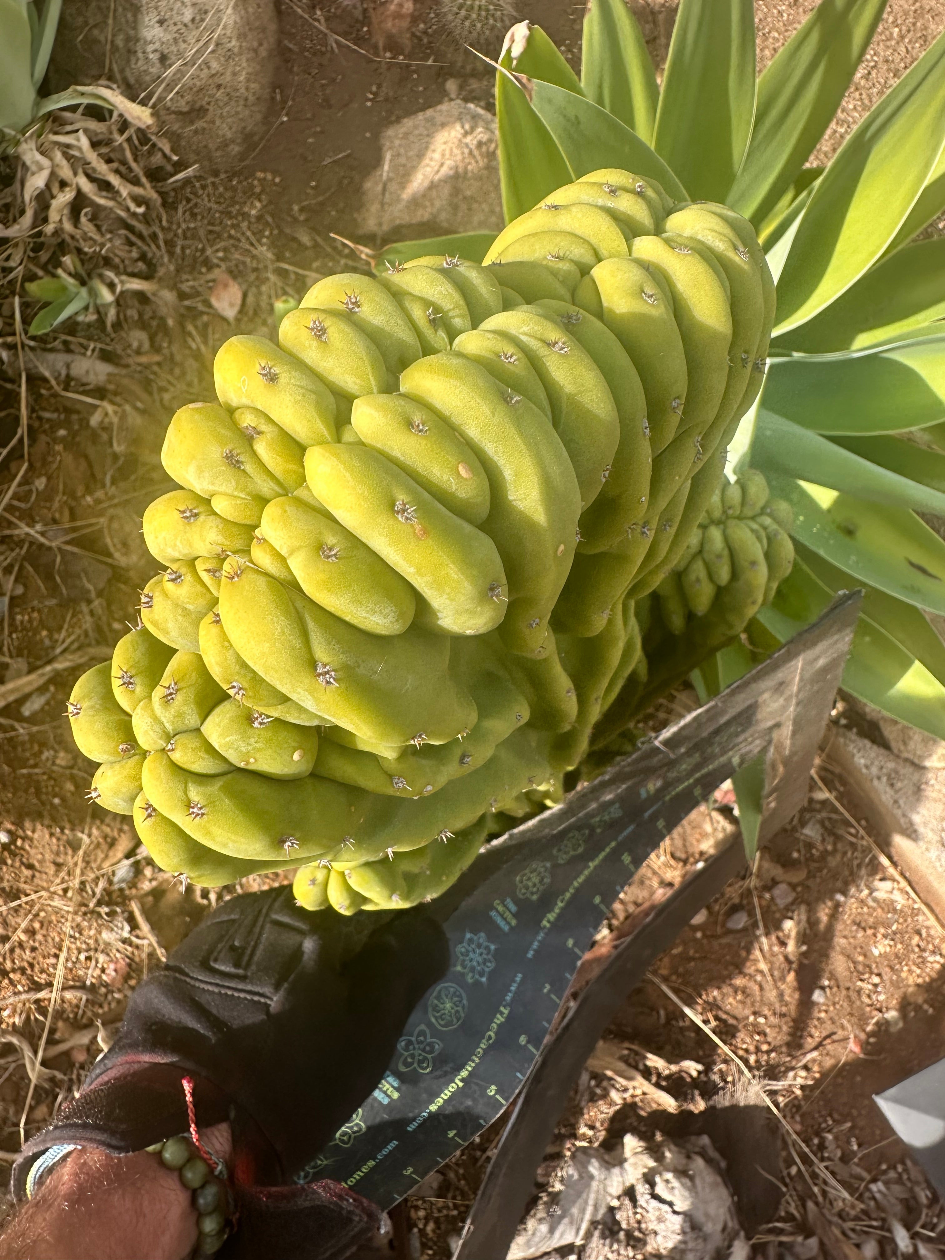 💎 Olivia x Scop  — Awesome XL Crest